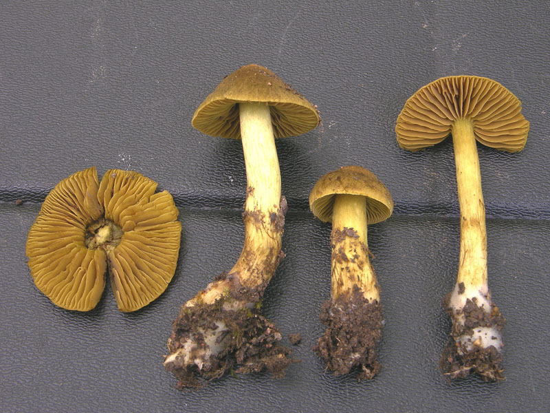 Cortinarius olivaceofuscus